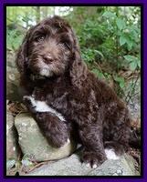 London Trace pups 8 wks old 131