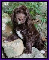 London Trace pups 8 wks old 141