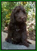 London Trace pups 11232