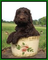 London Trace pups 6 wks old 121