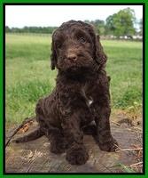 London Trace pups 6 wks old 131