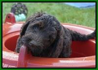 London Trace pups 7 wks old 161