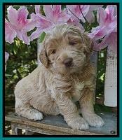 London Trace pups 4 wks old 171