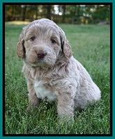 London Trace pups 5 wks old 101