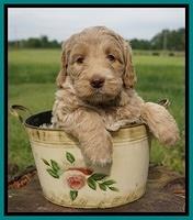 London Trace pups 6 wks old 161