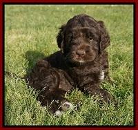 London Trace pups 5 wks old 131