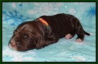 London Trace pups 1 wk old 181