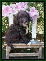 London Trace pups 4 wks old 211