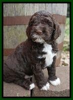 London Trace pups 5 wks old 241