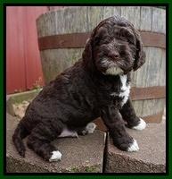 London Trace pups 5 wks old 251