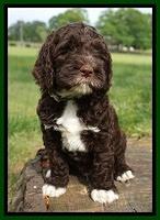 London Trace pups 6 wks old 261