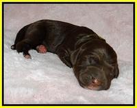 London Trace Newborn pups 171