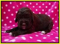 London Trace pups 2 wks old 111