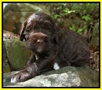 London Trace pups 3 wks old 261