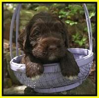 London Trace pups 3 wks old 281