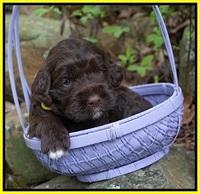 London Trace pups 3 wks old 291