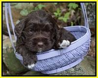 London Trace pups 3 wks old 311