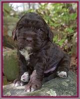 London Trace pups 3 wks old 331