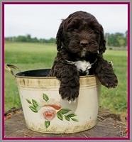 London Trace pups 6 wks old 341