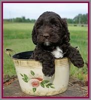 London Trace pups 6 wks old 351