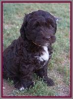 London Trace pups 7 wks old 361