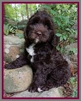 London Trace pups 8 wks old 61