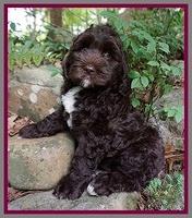London Trace pups 8 wks old 71