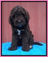 London Tucker pups 6 wk old 41