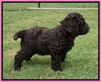 London Tucker pups 7 wks old 31