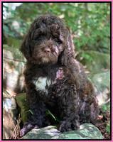 London Tucker pups 8 wks old 181