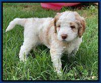 London Tucker pups 4 wk old 101