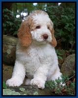 London Tucker pups 8 wks old 211