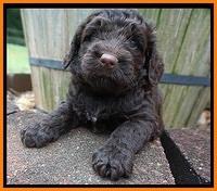 London Tucker pups 4 wk old 101