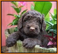 London Tucker pups 4 wk old 121