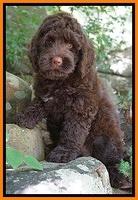 London Tucker pups 8 wks old 7100