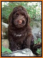 London Tucker pups 8 wks old 8100