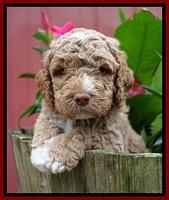 London Tucker pups 4 wk old 131