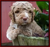 London Tucker pups 4 wk old 141