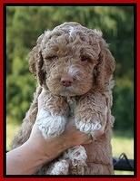 London Tucker pups 5 wk old 201