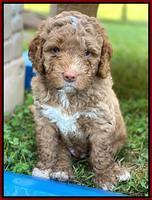 London Tucker pups 5 wk old 211