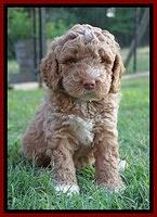 London Tucker pups 5 wk old 221