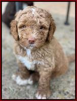 London Tucker pups 5 wk old 231