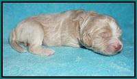 London Tucker pups 1 wk old 91