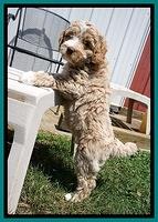 London Tucker pups 7 wks old 291