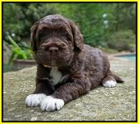 London Tucker pups 3 wk old 211