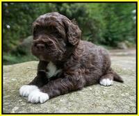 London Tucker pups 3 wk old 221