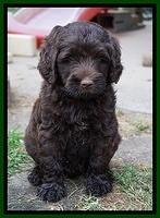 London Tucker pups 7 wks old 371