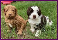 London Tucker pups 4 wk old 421