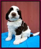 London Tucker pups 6 wk old 321