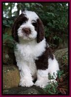London Tucker pups 8 wks old 21